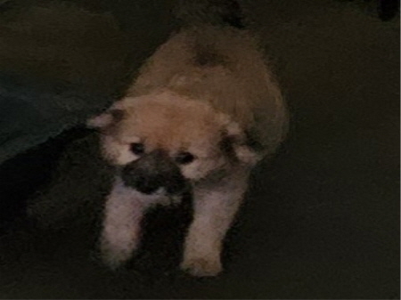 횡성유기동물보호센터_442426202300270